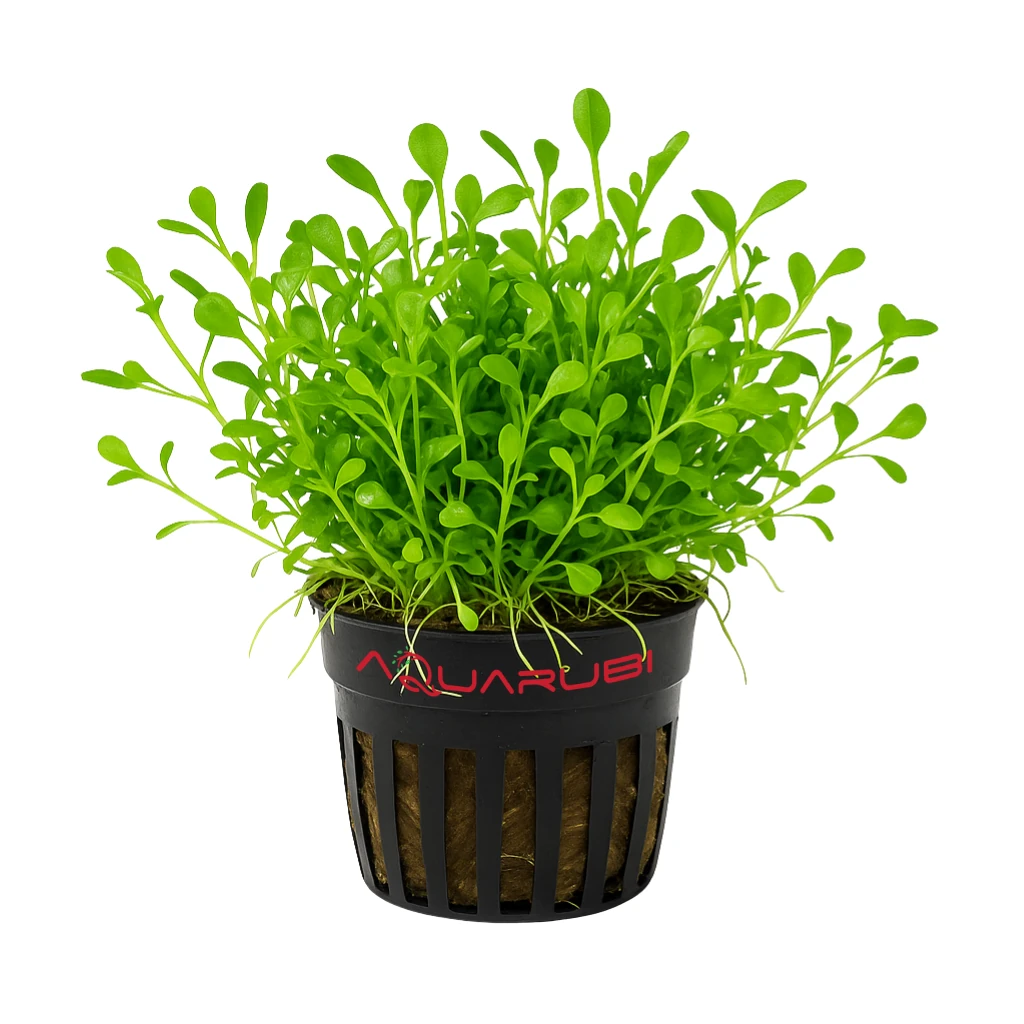 Glossostigma Elatinoides Cup