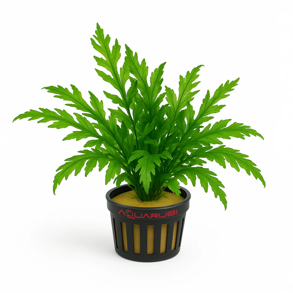 Bolbitis Heudelotii Saksı