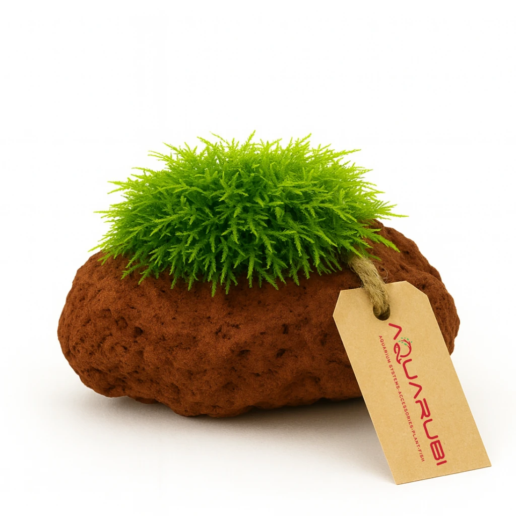 [Yeni] Anchor Moss on Lava Stone