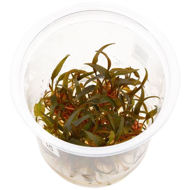 Cryptocoryne Axelrodi (Undulata) in vitro