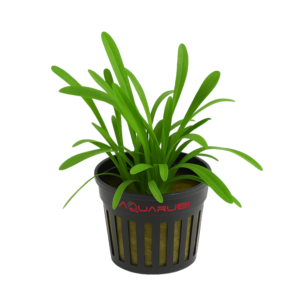 Sagittaria Subulata Pusilla