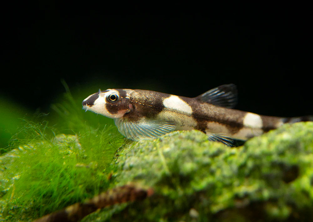 Panda Loach 3-4cm
