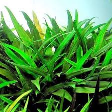Cryptocoryne Lucens