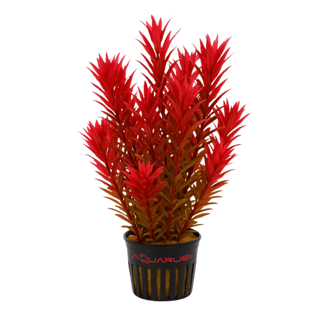 Rotala Blood Red “Singapore”