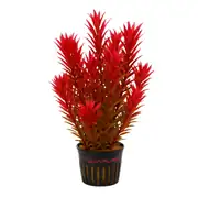 Rotala