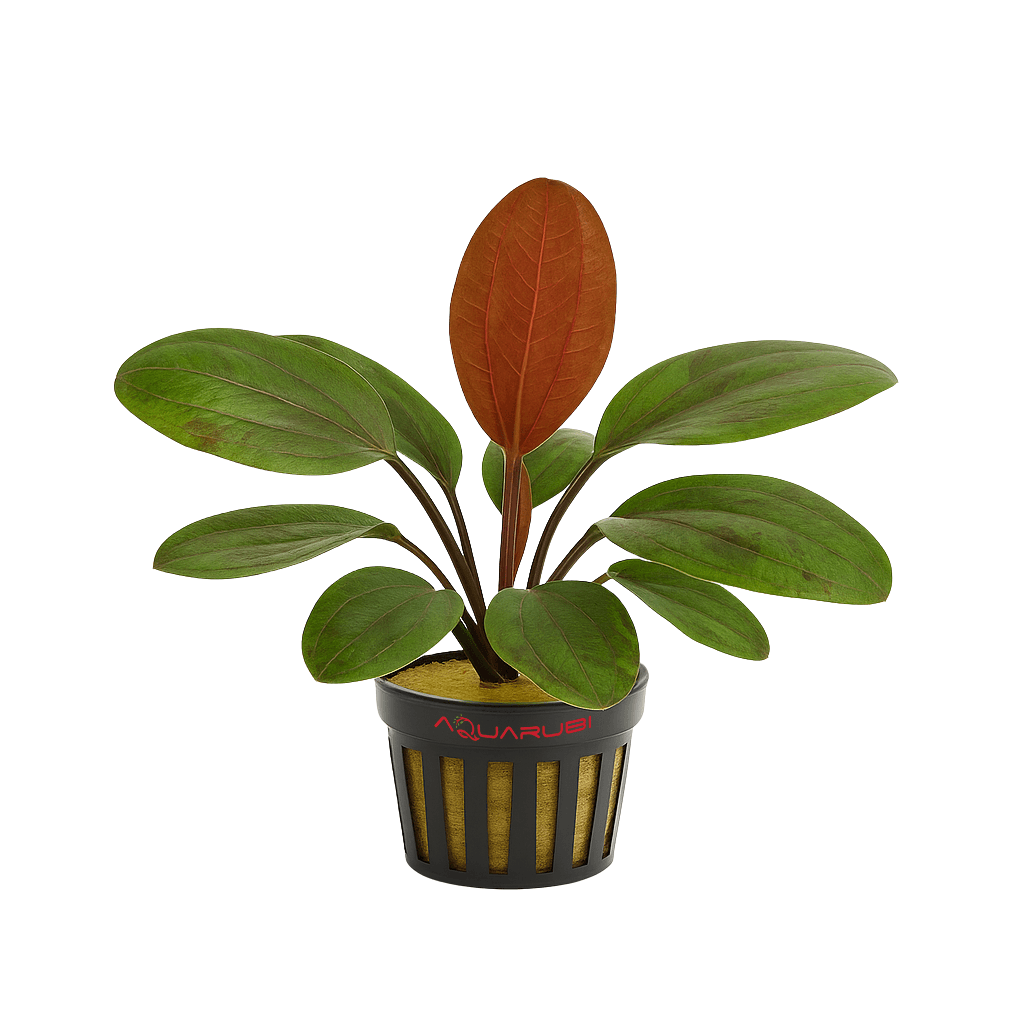 Echinodorus Hadi Red Pearl