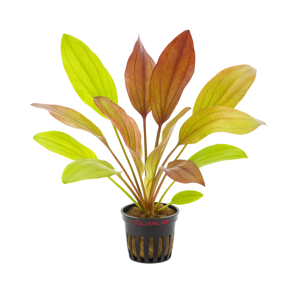 Echinodorus 'Fancy Twist'