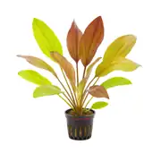 Echinodorus