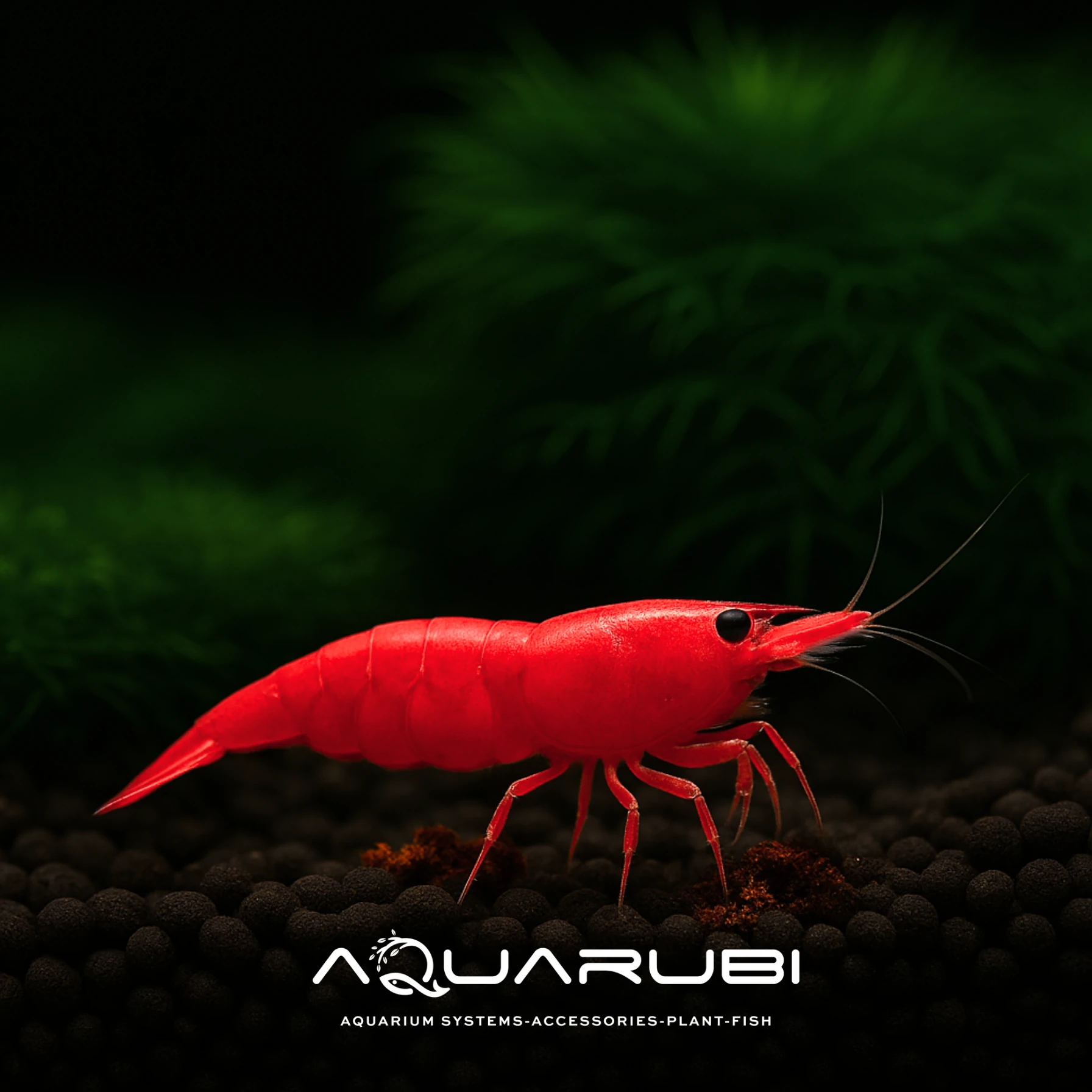 Kırmızı Sakura Karides 1-1,5 cm 10'lu koloni