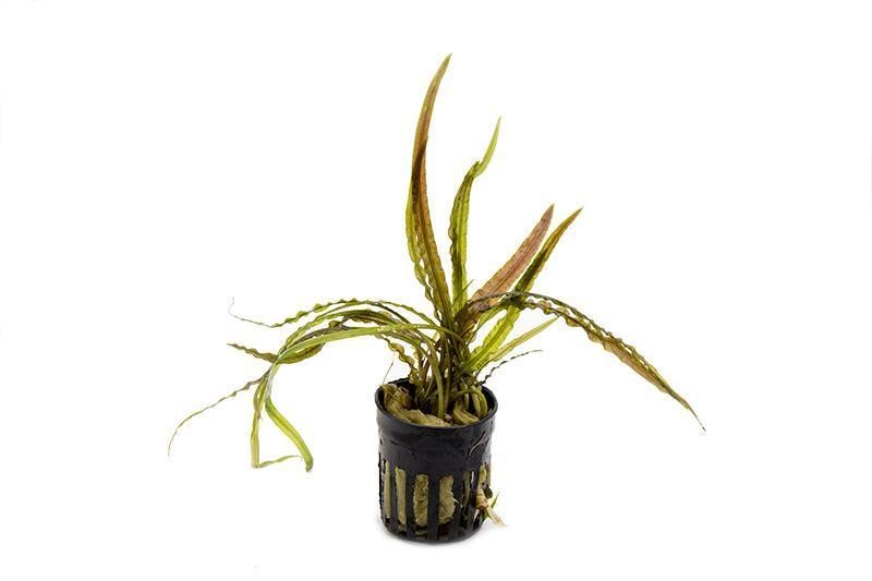Cryptocoryne Retrospiralis Saksı