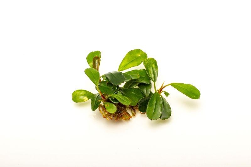 Bucephalandra Paketi (M)