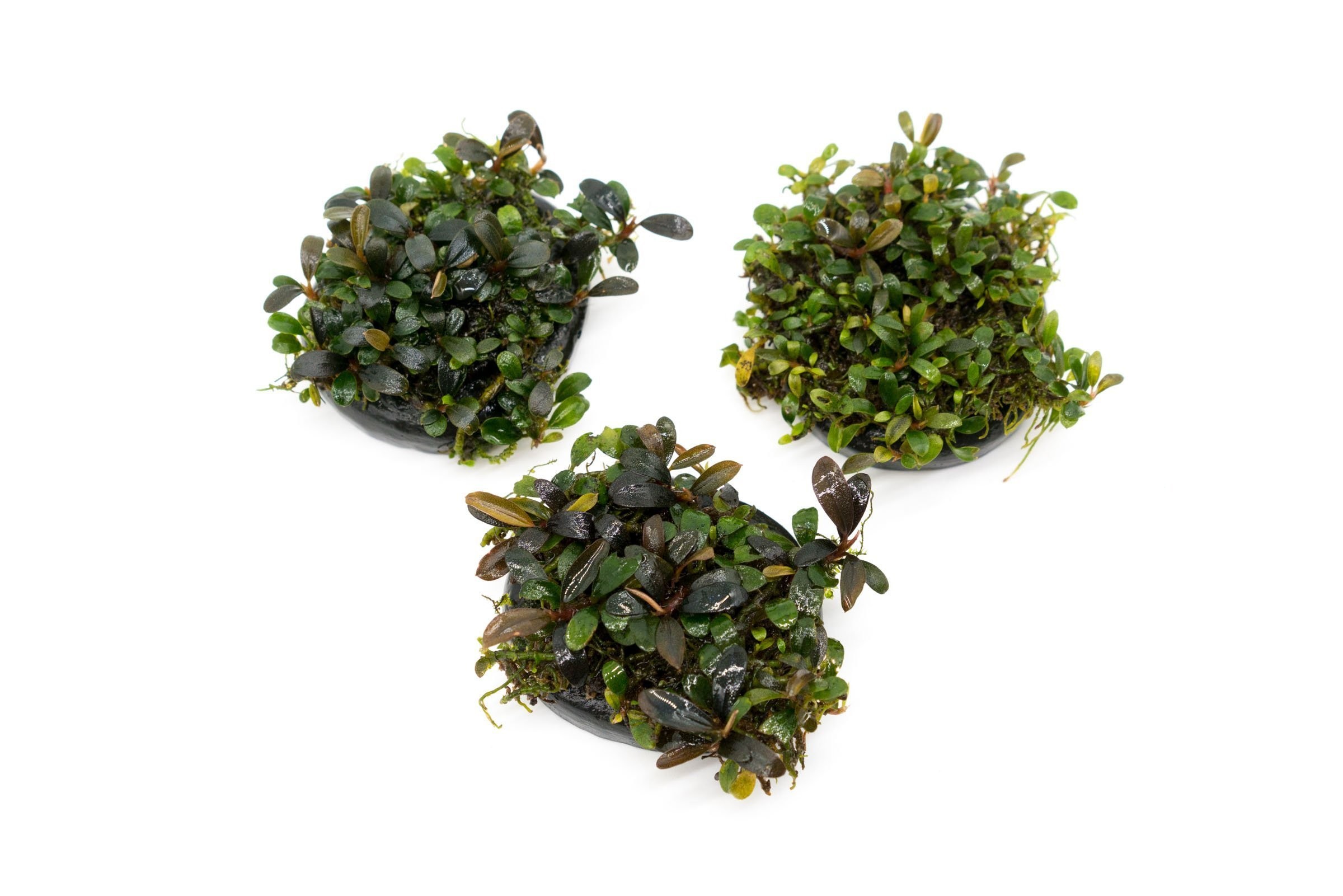 Bucephalandra on mini stone