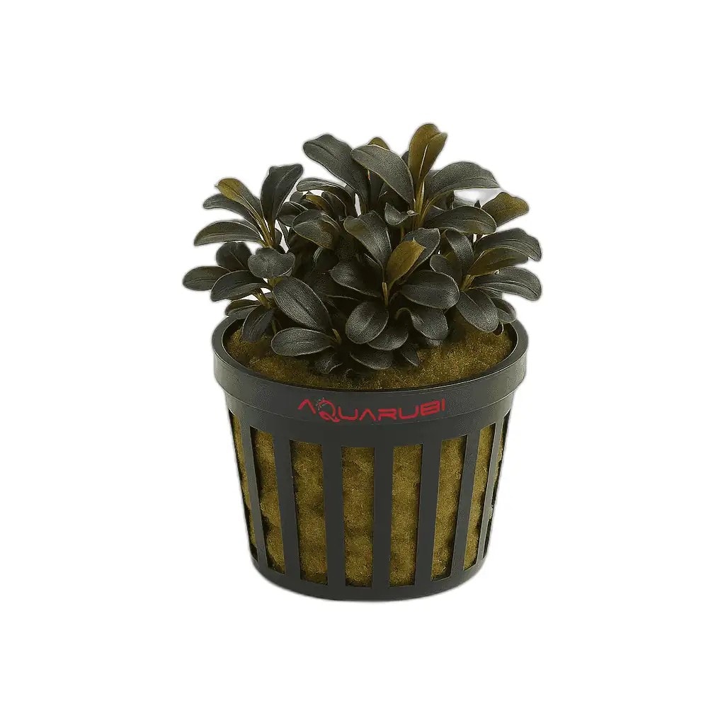 Bucephalandra Mini Catherineae