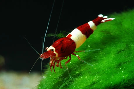 Taiwan Bee Wine Red 1-1,2 cm