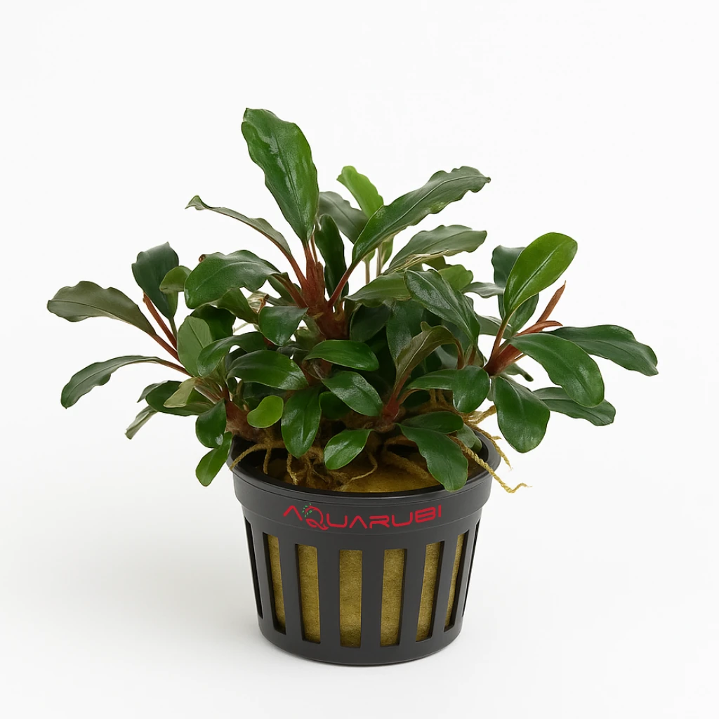 Bucephalandra Brownie Blue