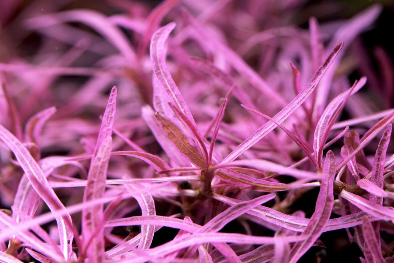 Hygrophila Lancea Chai Saksı