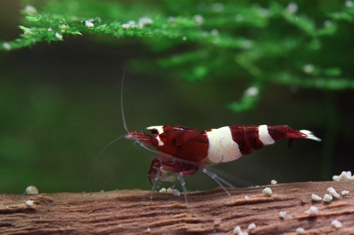 Taiwan Bee Wine Red 1-1,2 cm