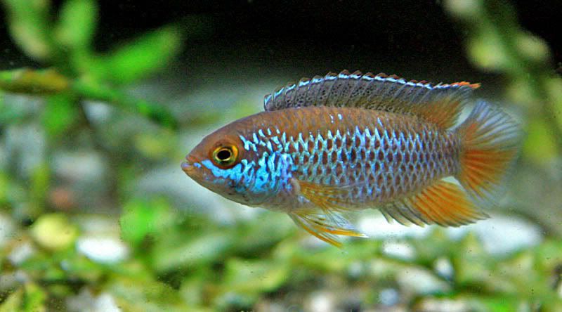 Nannacara Anomala 3,5-4cm 4 adet