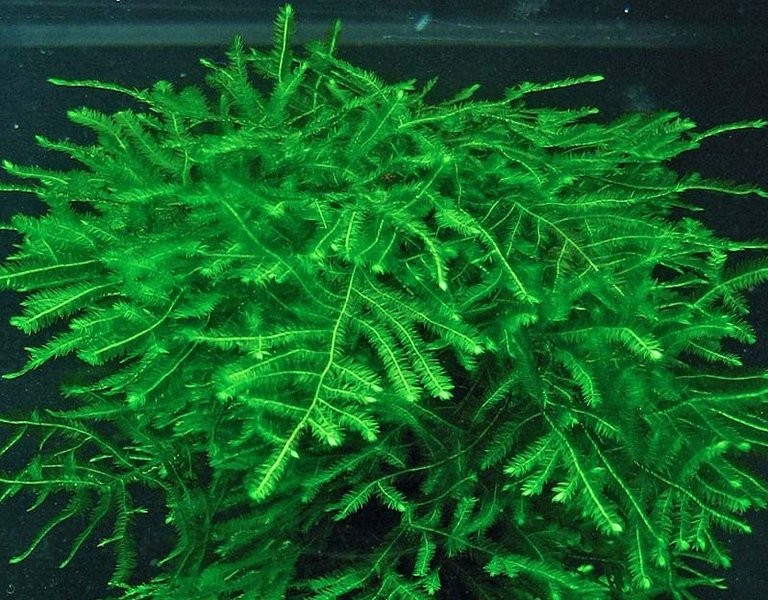 Spiky Moss (Taxiphyllum sp,)