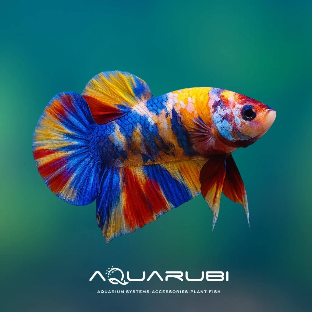 Galaxy Candy Koi Betta (Dişi)