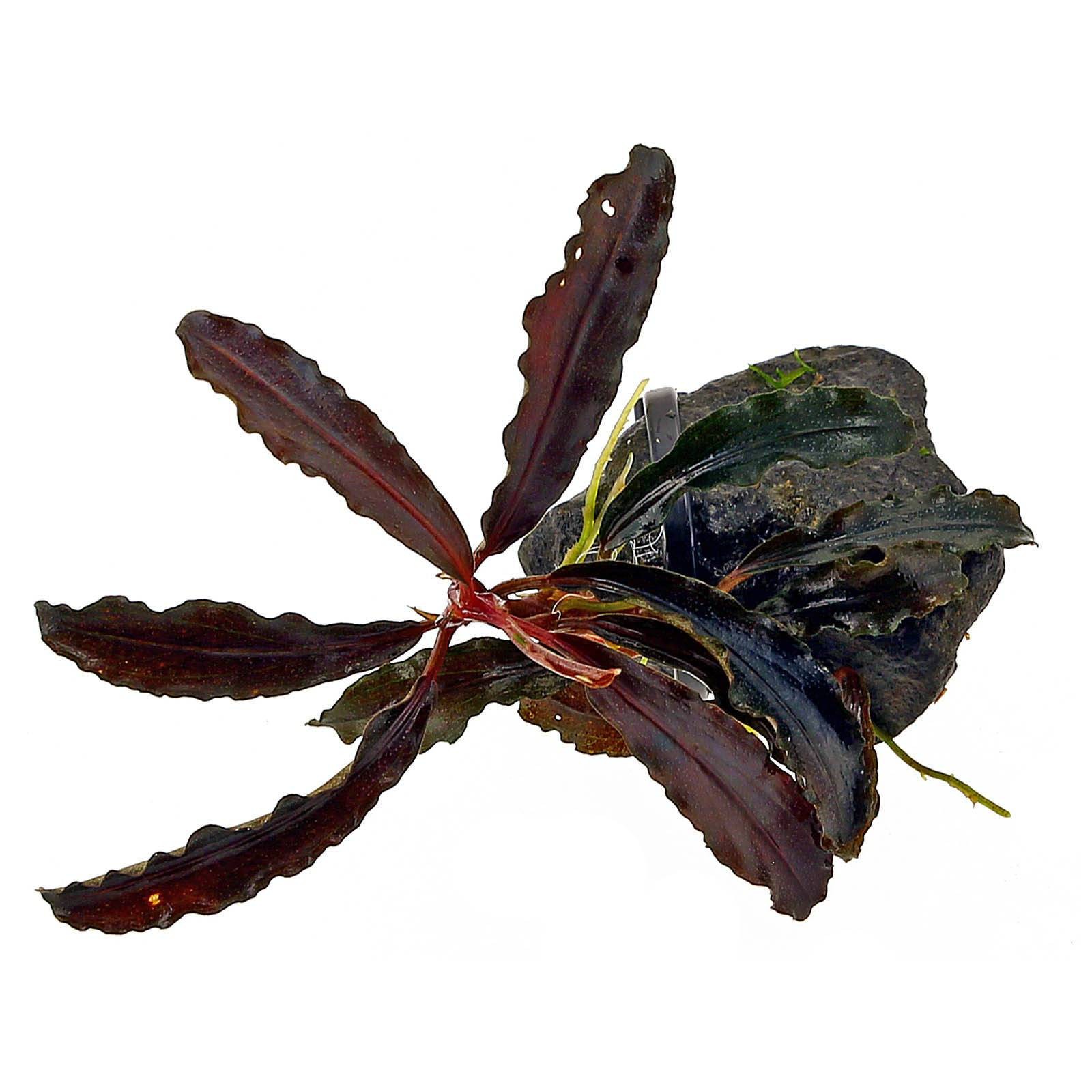 Bucephalandra Kedagang
