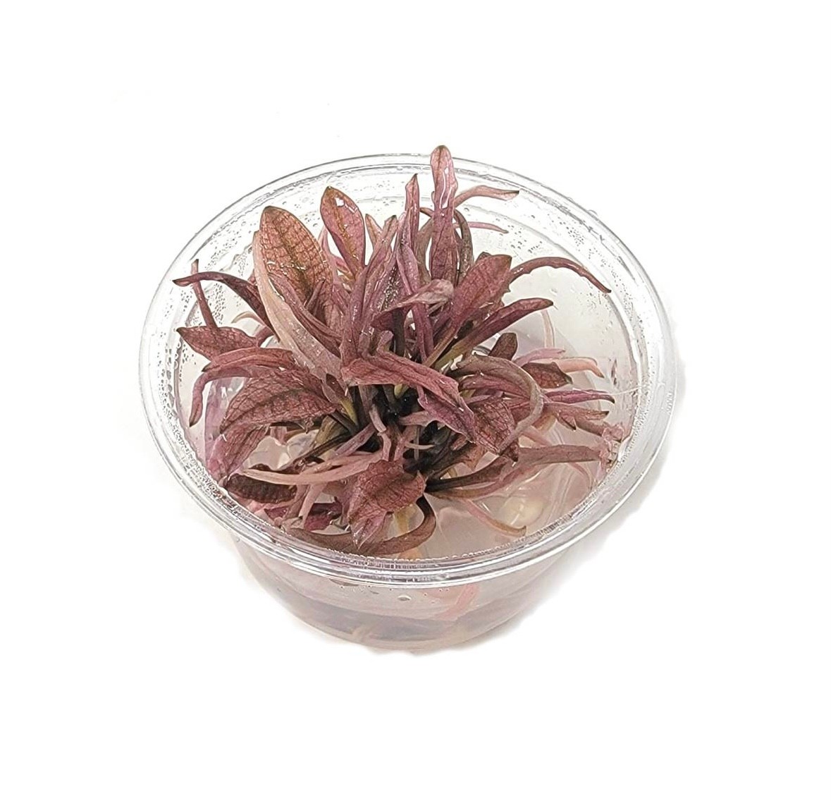 Cryptocoryne "Flamingo" tissue culture(mini)