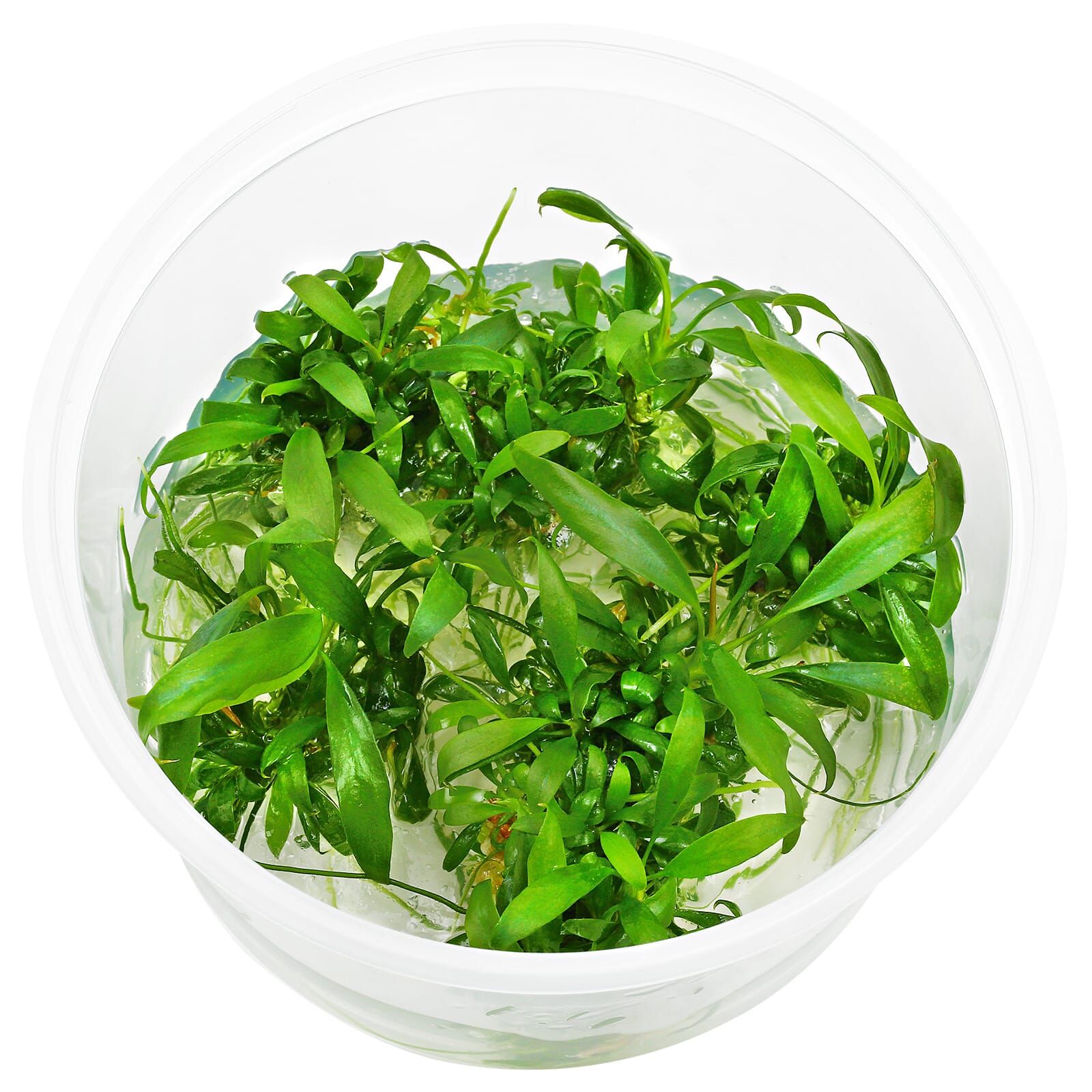 Anubias barteri var. glabra 'Dragon Claw' mini in Vitro