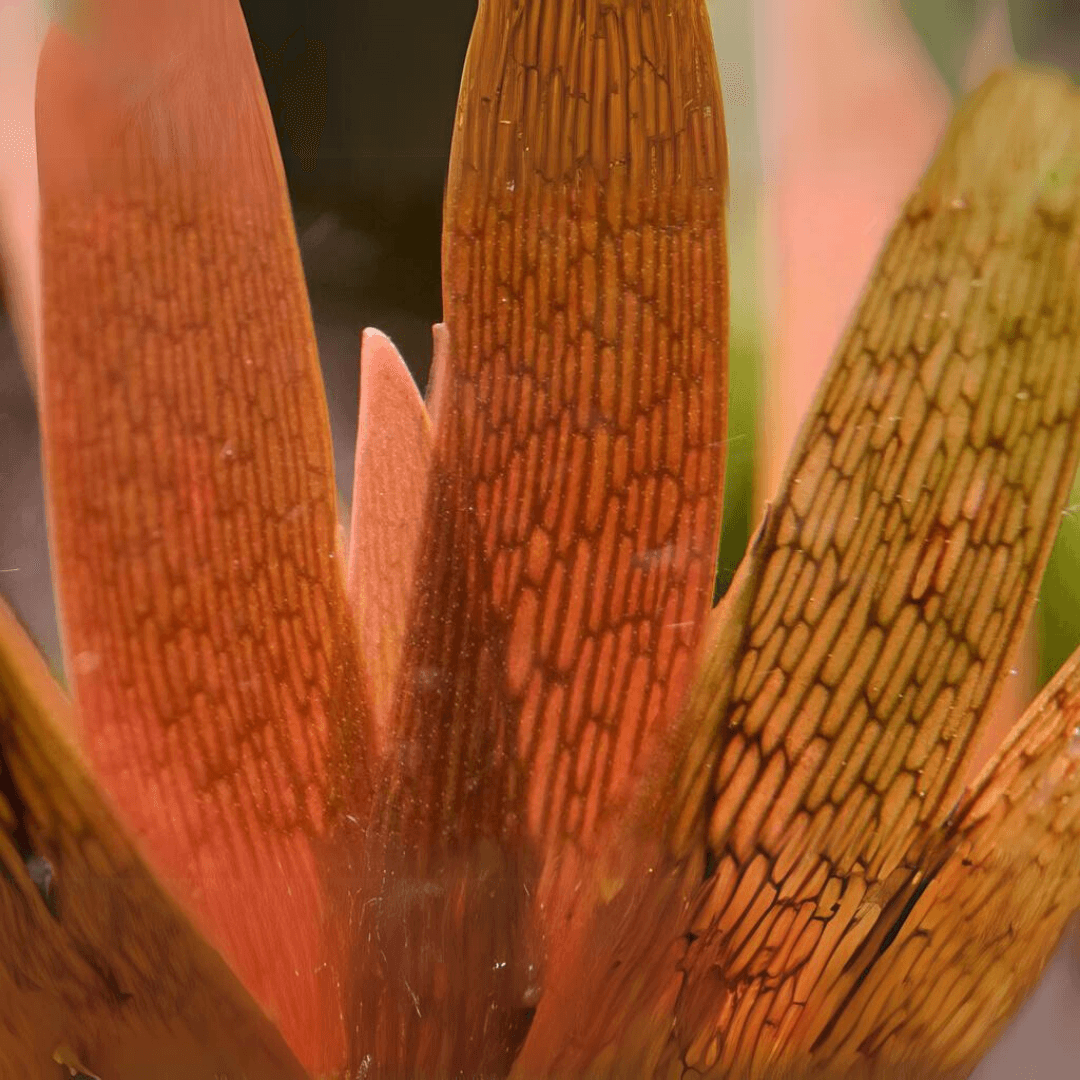 Xyris Sp Red