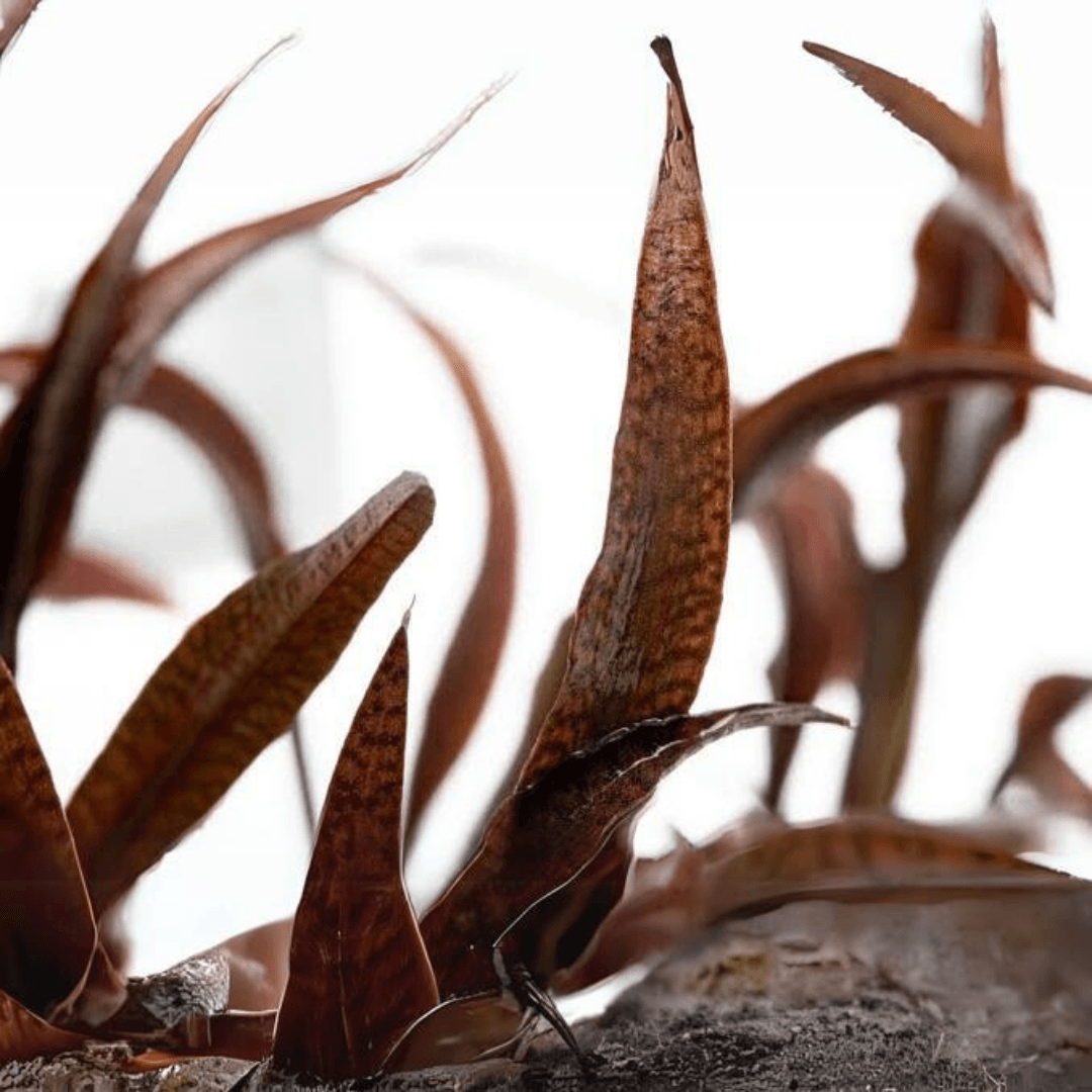 Cryptocoryne Spiralis Tiger Vitro