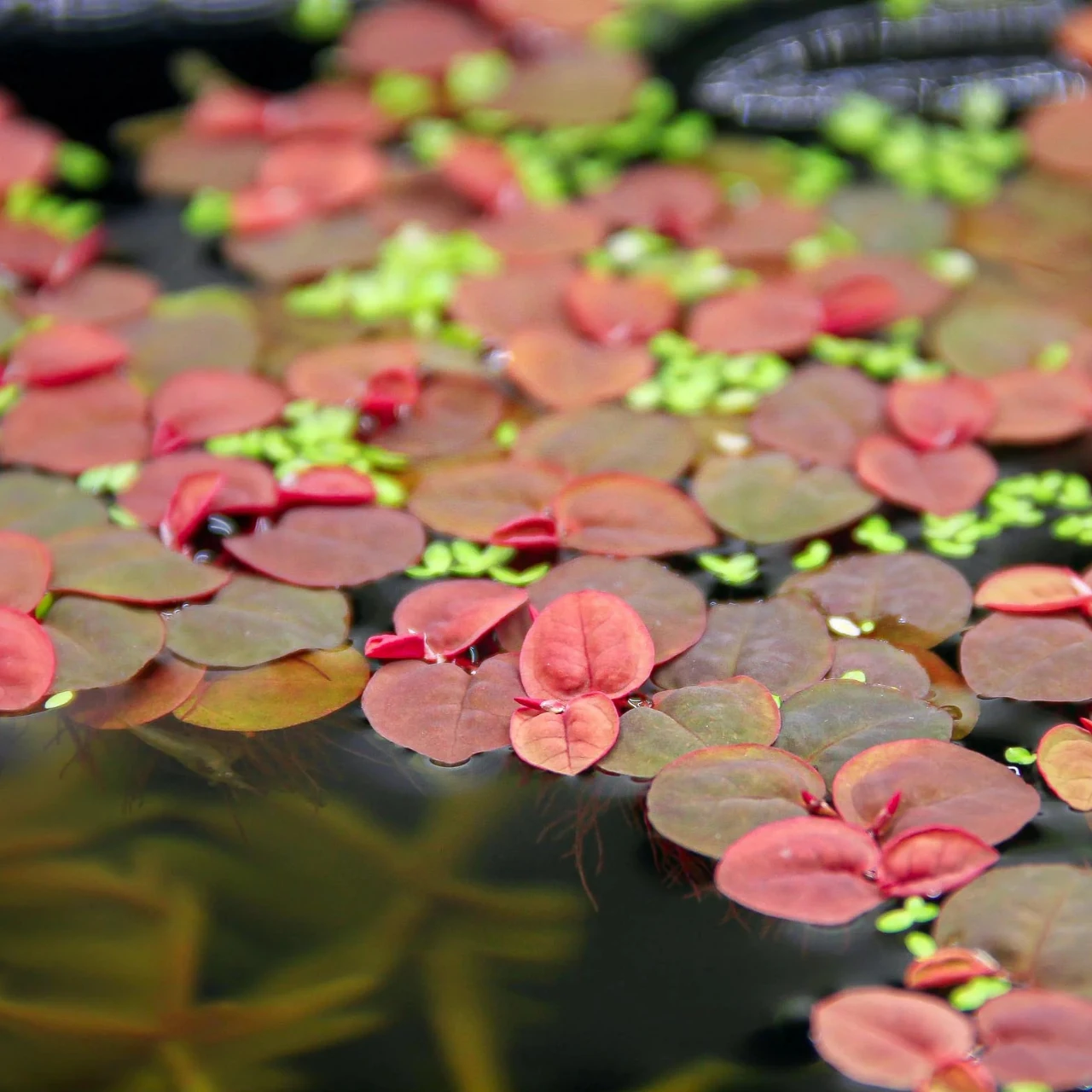 Phyllanthus Fluitans Red Root Floater Porsiyon