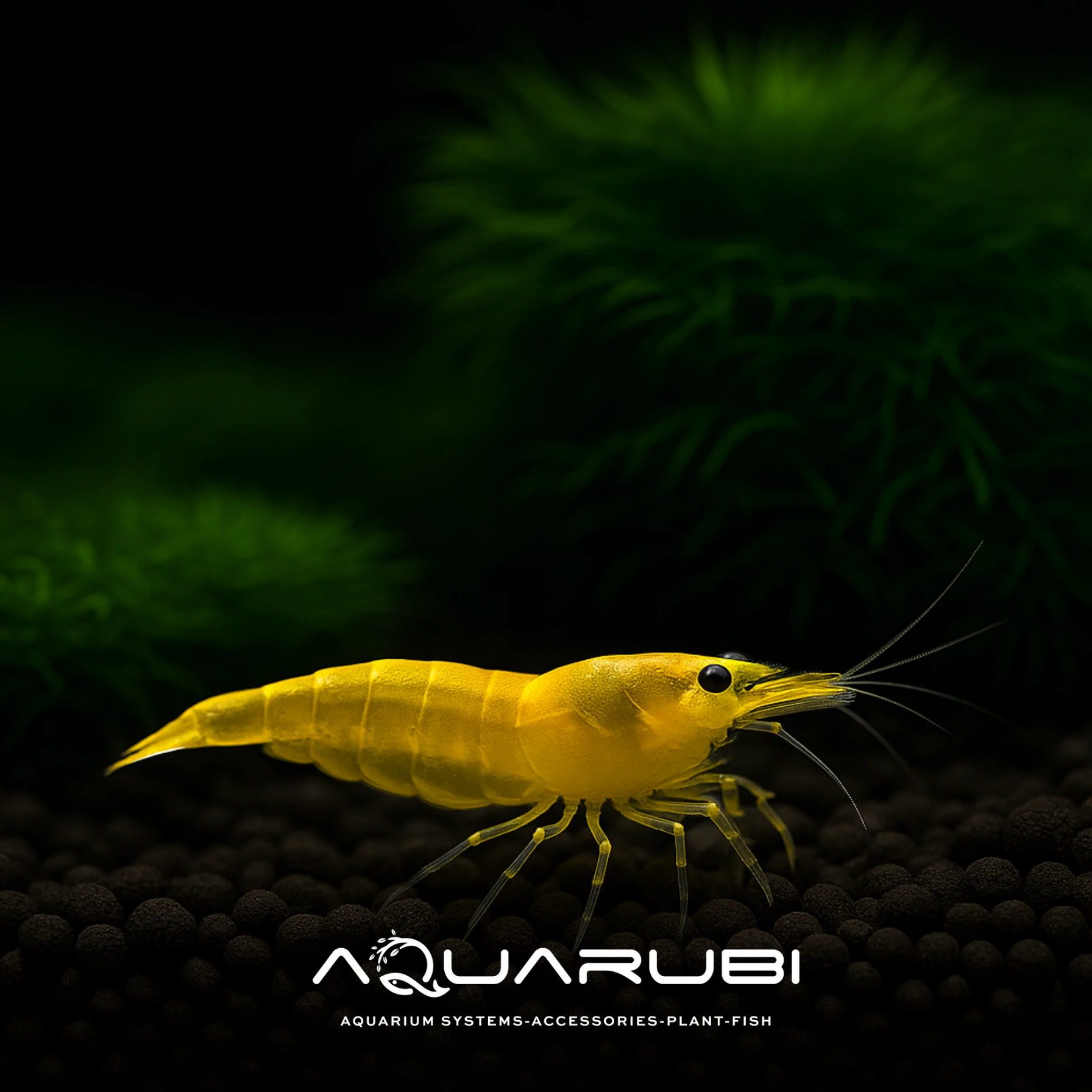 Taiwan Bee Yellow Kingkong Shrimp