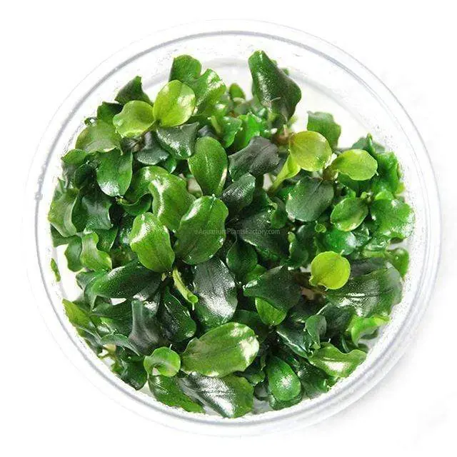 Bucephalandra Green Wavy in Cup