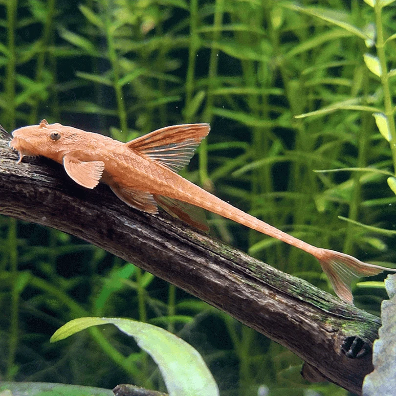 Red lizard Whiptail Catfish 5-6cm