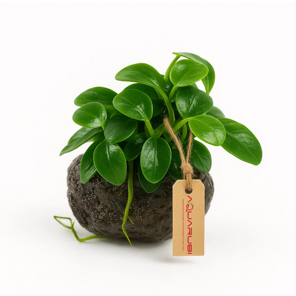 Anubias Petite on Lava Rock