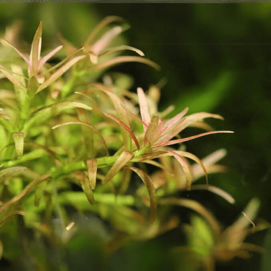 Rotala Mexicana "Goias"