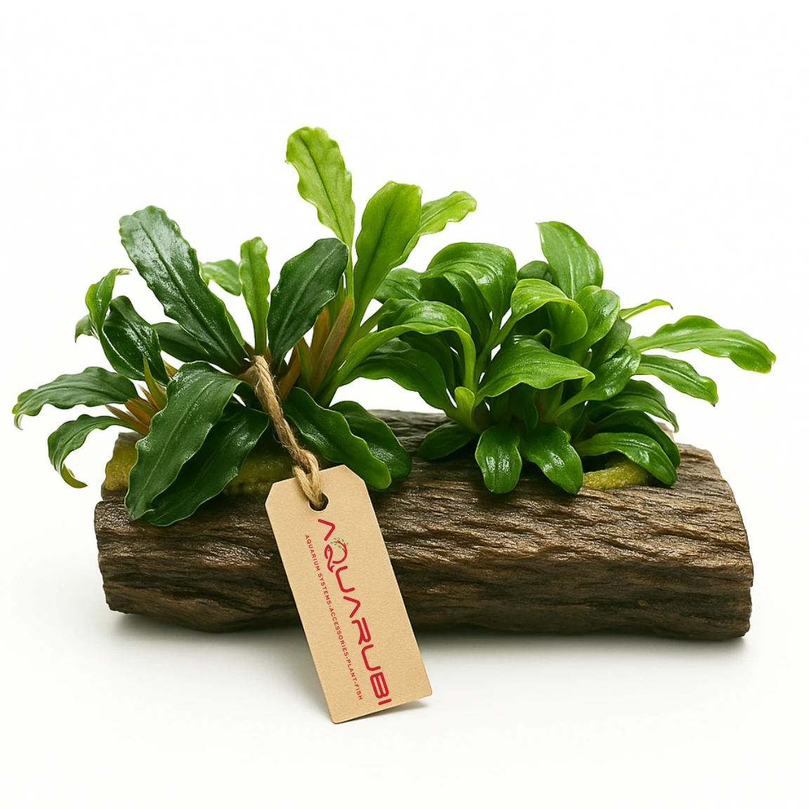 Bucephalandra Dwarf Mix on Wood ‘APC’