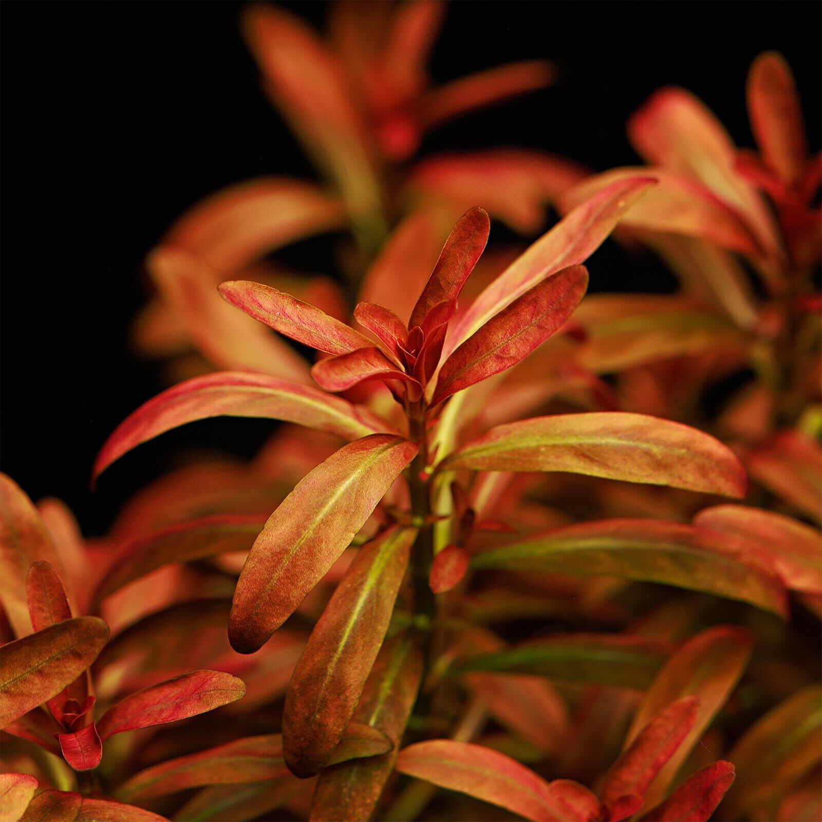 Rotala Ramosior Sunset