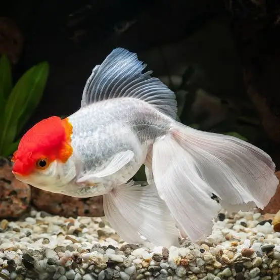 Red Cap Oranda 4-5cm (Japon Balığı)