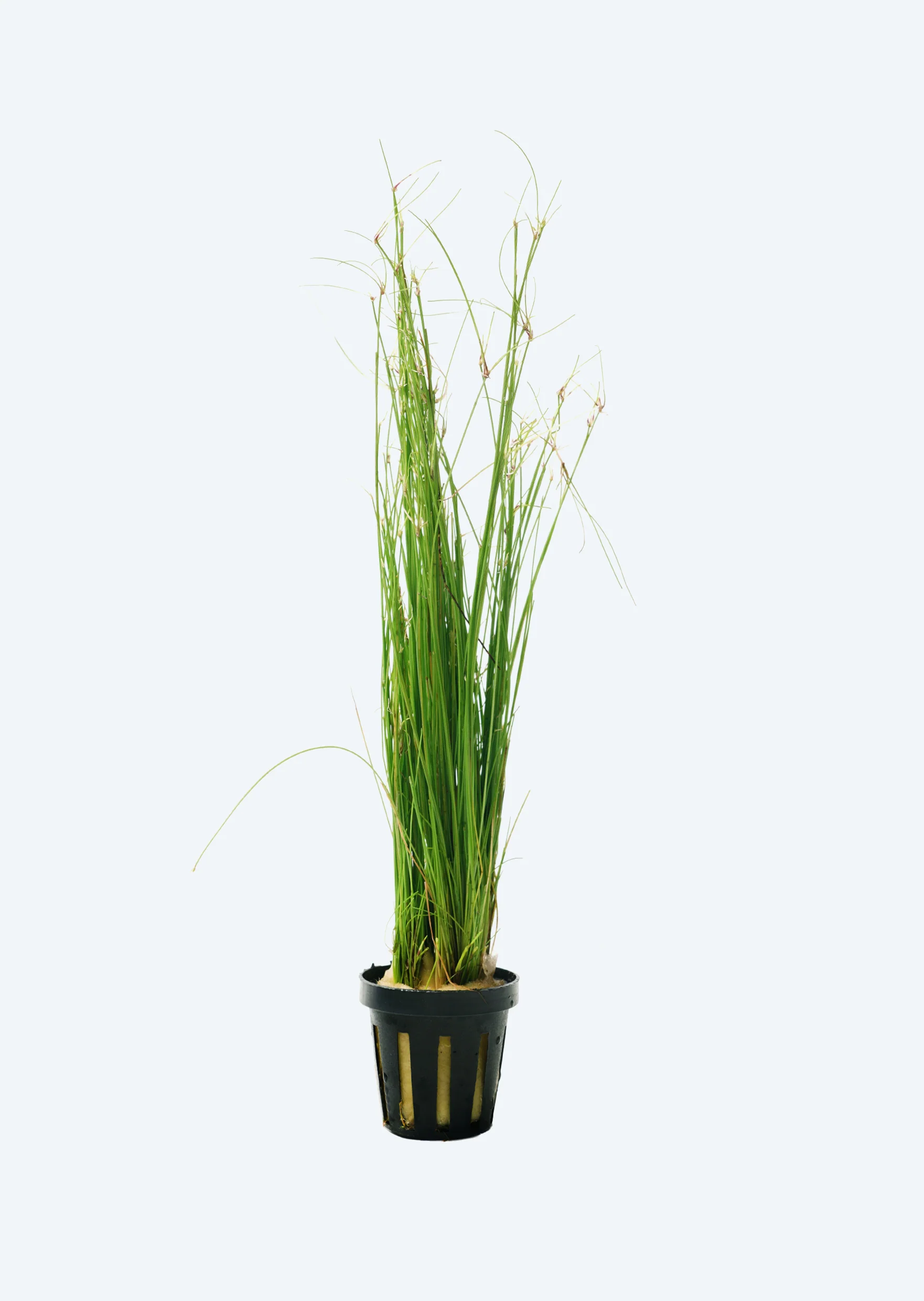 Eleocharis Vivipara