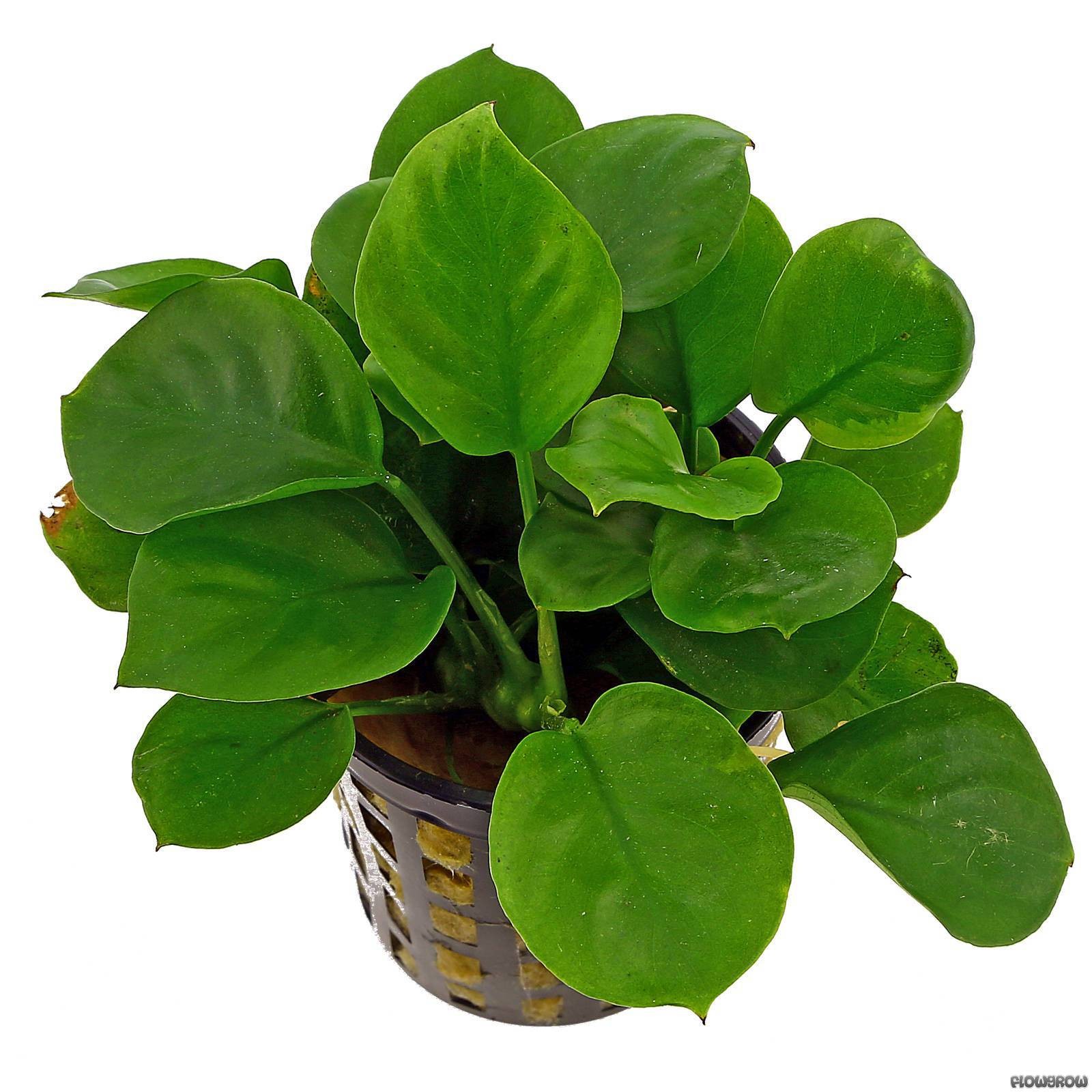 Anubias barteri Var Nana golden coin