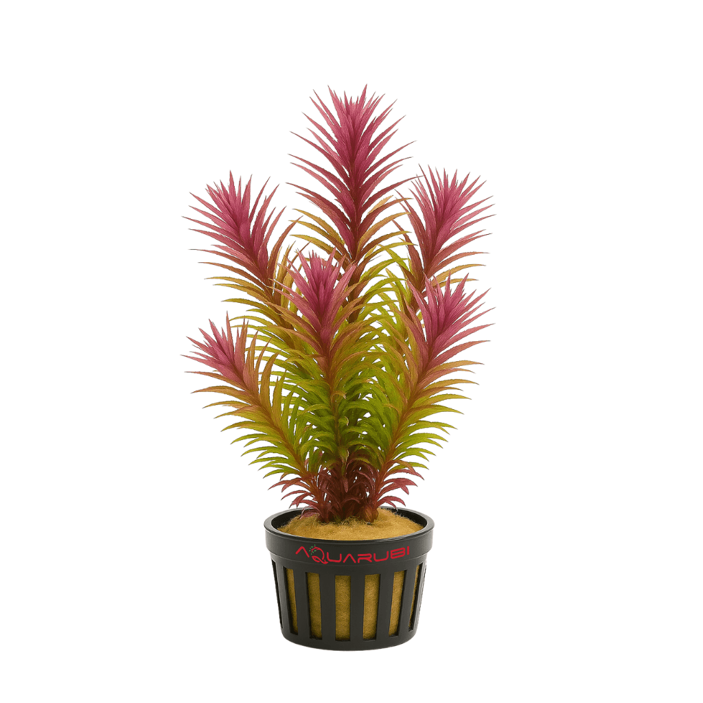 Limnophila Hippuridoides
