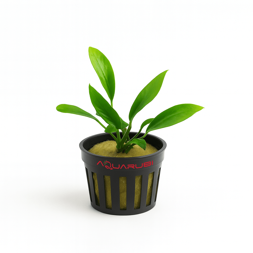 Anubias Congensis Mini