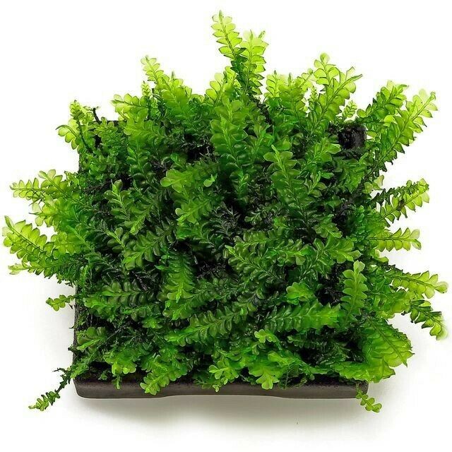 Cameroon Moss