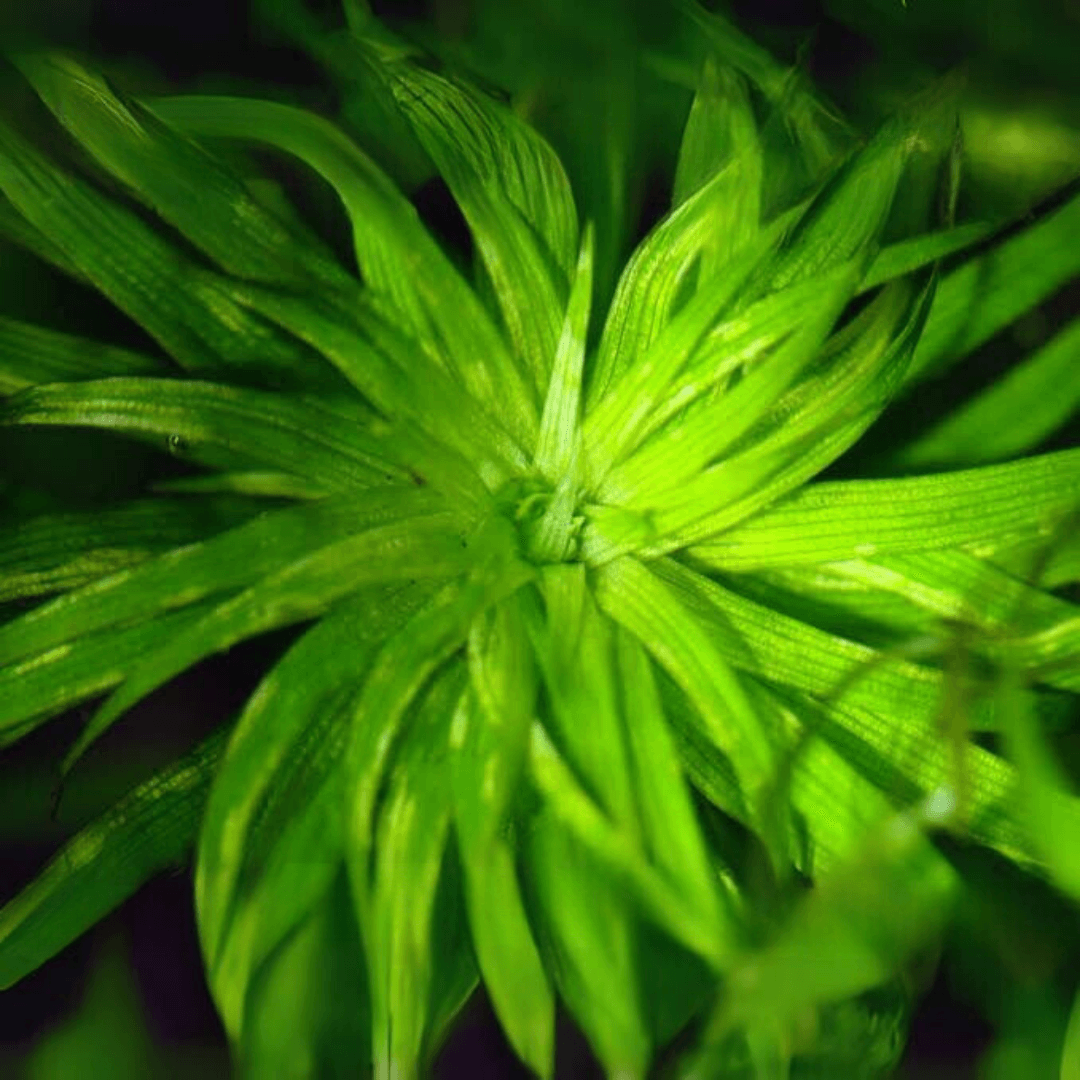Syngonanthus Belem