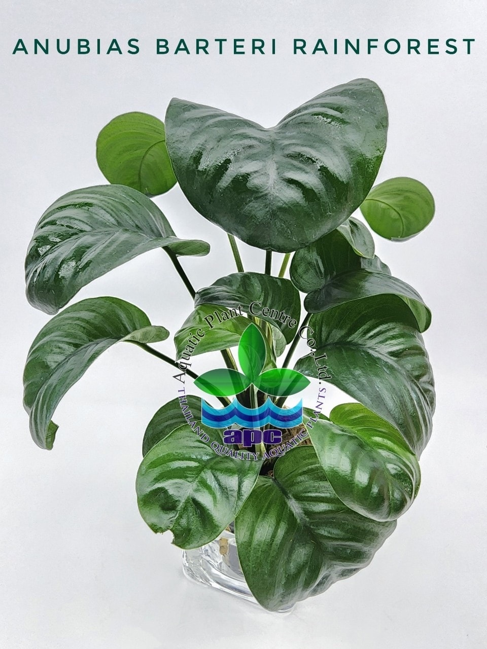 Anubias barteri rainforest