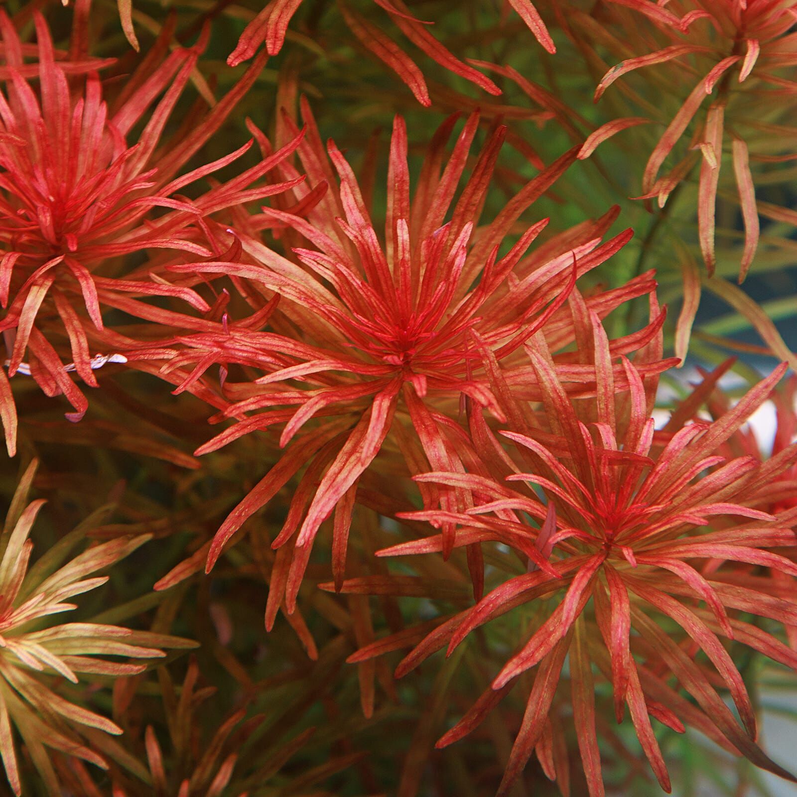 Ludwigia inclinata var. verticillata Pantanal