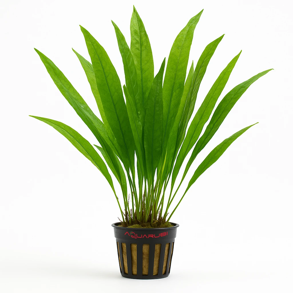 Microsorium Pteropus Black Forest (hardy)