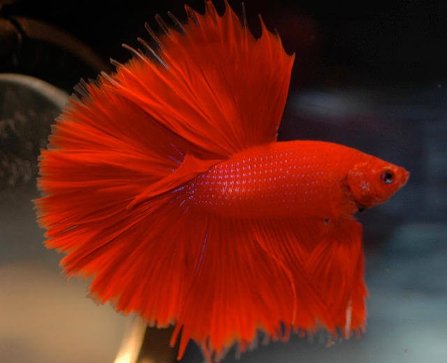 Halfmoon Betta Red