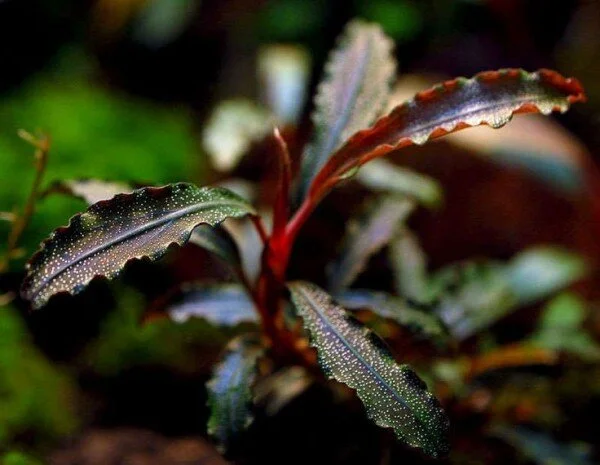 Bucephalandra Red Mini Small Cup