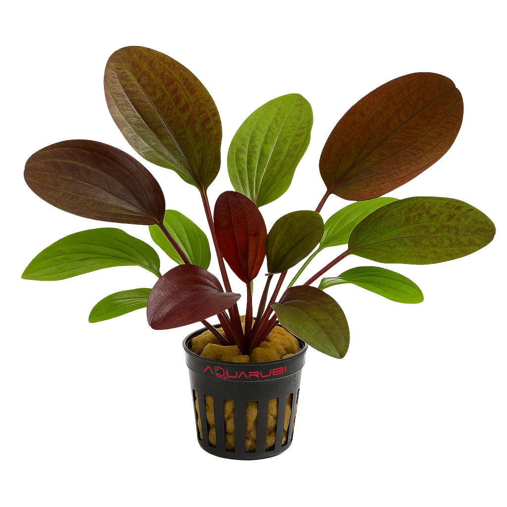 Echinodorus Ozelot Red